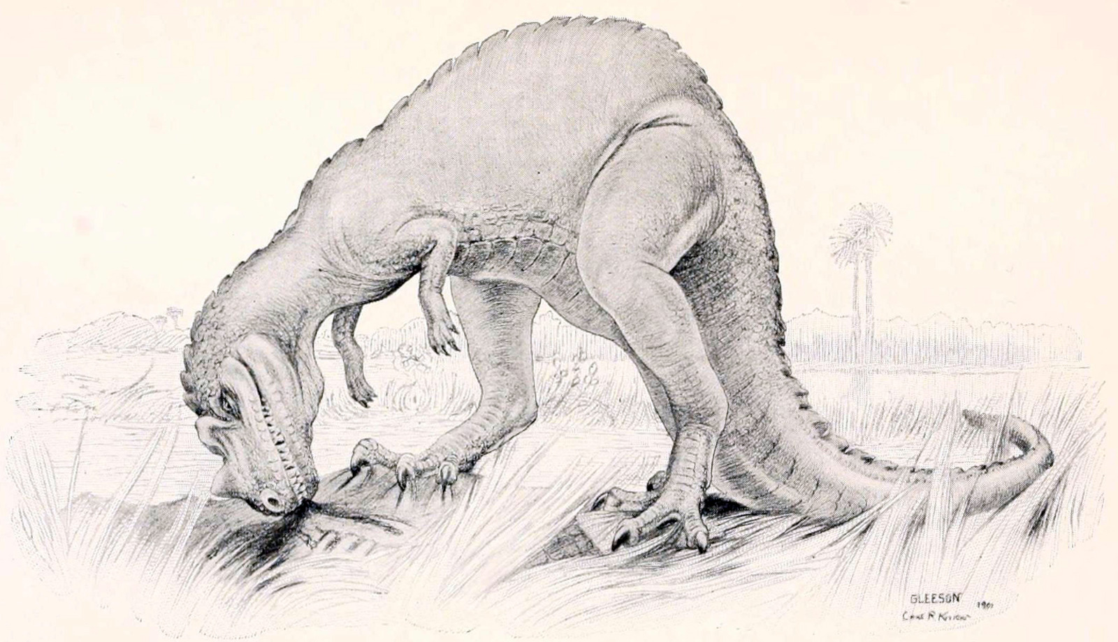 Esbozo de un Ceratosaurio