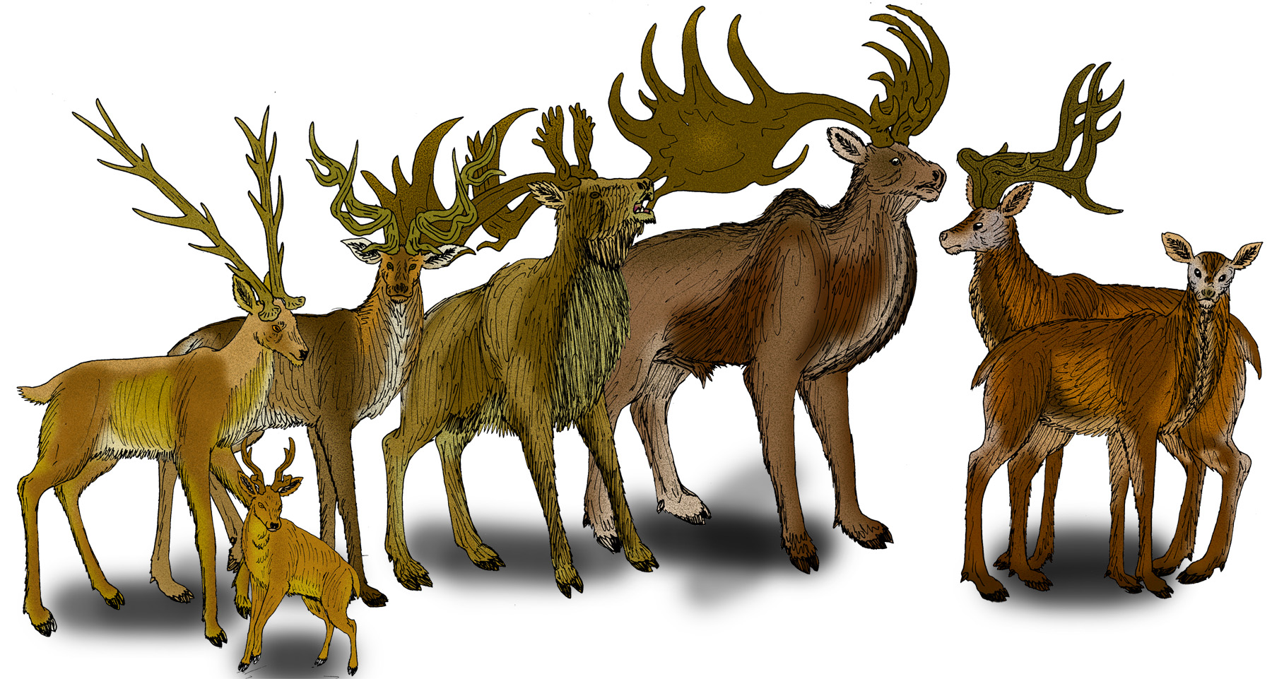 Boceto de un Megaloceros