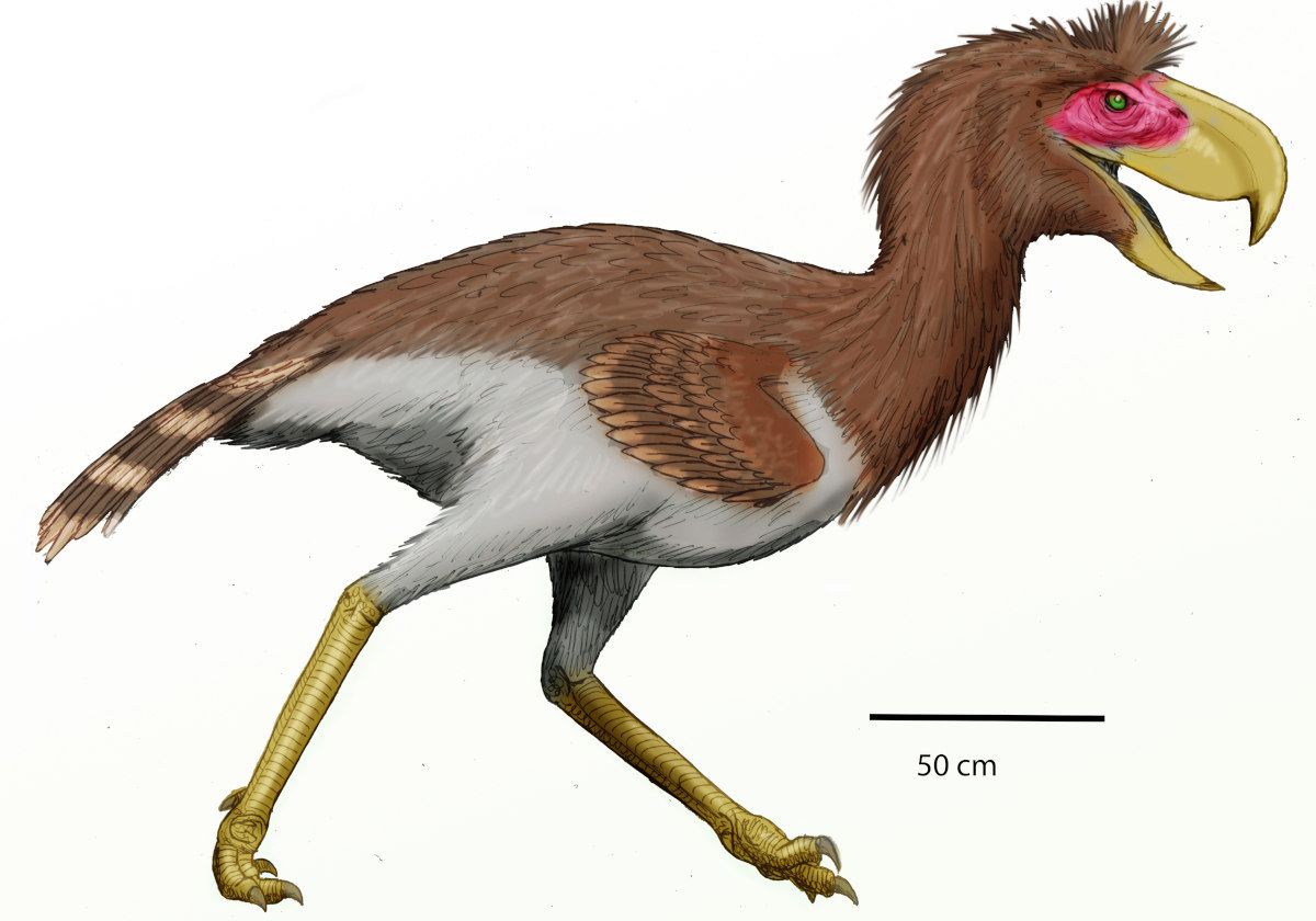 Dibujo de un Phorusrhacos