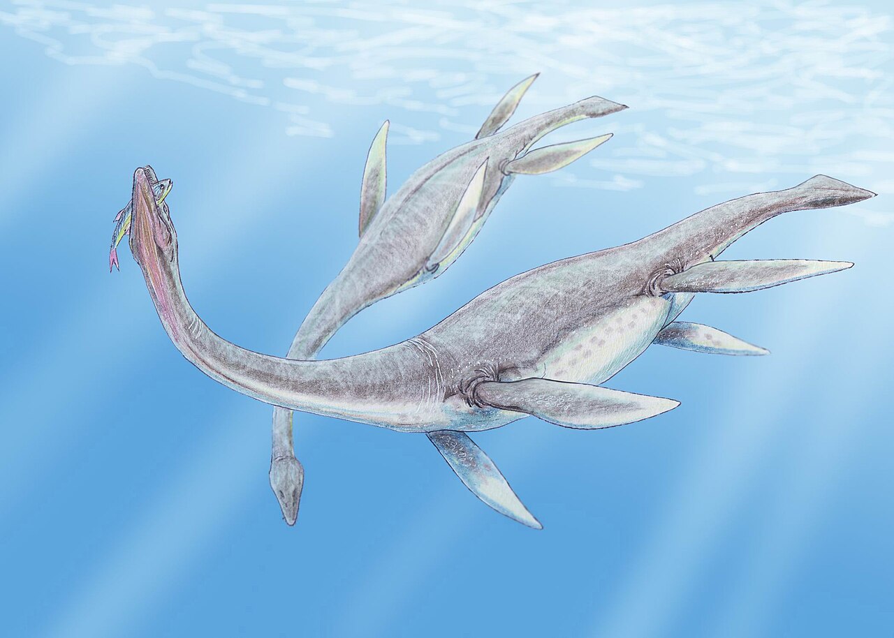 Boceto Plesiosaurus dolichodeirus