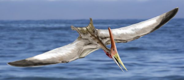 Dibujo de pteranodonte volando